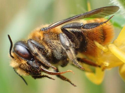 Réf. 269 470 : Megachile sp.